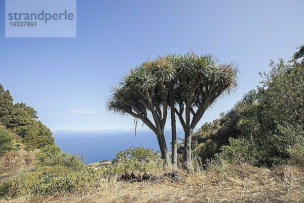 Kanarischen Drachenbaum (Dracaena draco)  Las Tricias  Insel La Palma  Spanien  Europa