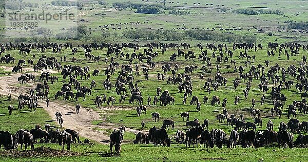 Streifengnu (connochaetes taurinus)  Herde während der Migration  Masai Mara Park in Kenia