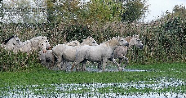 Camarguepferd Herde im Sumpf stehend  Saintes Marie de la Mer in der Camargue  in Südfrankreich