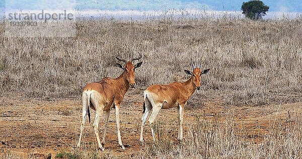 Eigentliche Kuhantilope (alcelaphus buselaphus)  stehende Herde in der Savanne  Masai Mara Park  Kenia  Afrika