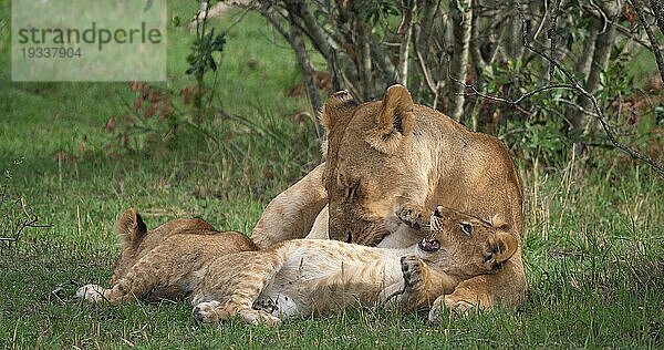 Afrikanischer Löwe (Panthera leo)  Mutter und Jungtier  Masai Mara Park in Kenia