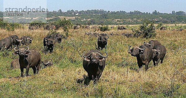 Kaffernbüffel (syncerus caffer)  Herde in der Savanne  Nairobi Park in Kenia