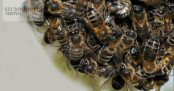 |Europäische Honigbiene (apis mellifera)  Schwarze Bienen  die einen Schwarm bilden  Beginn eines Schwarmes  Bienenstock in der Normandie