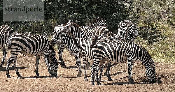 Grant's Zebra (equus burchelli) boehmi  Herde im Nairobi Park in Kenia