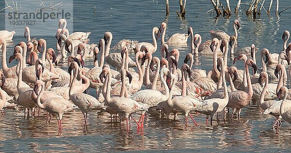 Zwergflamingo (phoenicopterus minor)  Kolonie am Bogoriasee in Kenia