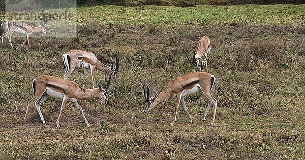 Grant Gazelle (gazella granti)  Gruppe im Nairobi Park in Kenia