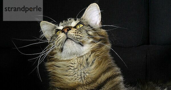 Braun gestromte Maine Coon Hauskatze  Portrait eines Katers vor schwarzem Hintergrund  Normandie in Frankreich