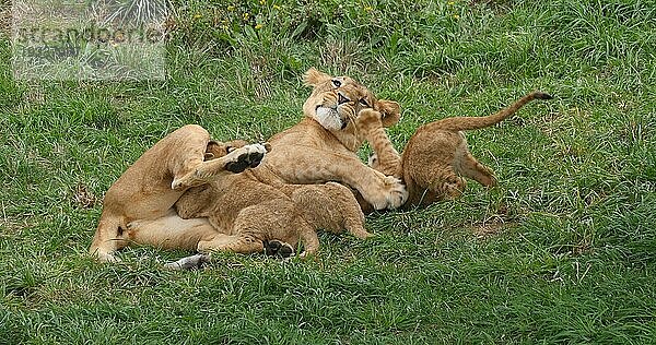 Afrikanischer Löwe (panthera leo)  Mutter und Jungtier säugend