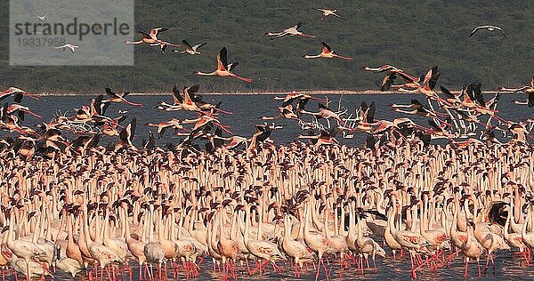 Zwergflamingo (phoenicopterus minor)  Gruppe im Flug  Kolonie am Bogoriasee in Kenia