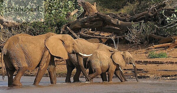 Afrikanischer Elefant (loxodonta africana)  Gruppe überquert Fluss  Samburu Park in Kenia