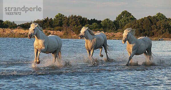 Camargue Pferd  Herde trabend oder galoppierend durch Sumpf  Saintes Marie de la Mer in der Camargue  in Südfrankreich