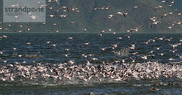 Zwergflamingo (phoenicopterus minor)  Gruppe im Flug  Kolonie am Bogoriasee in Kenia