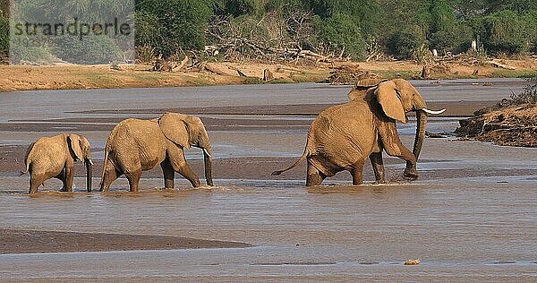 Afrikanischer Elefant (loxodonta africana)  Gruppe überquert Fluss  Samburu Park in Kenia