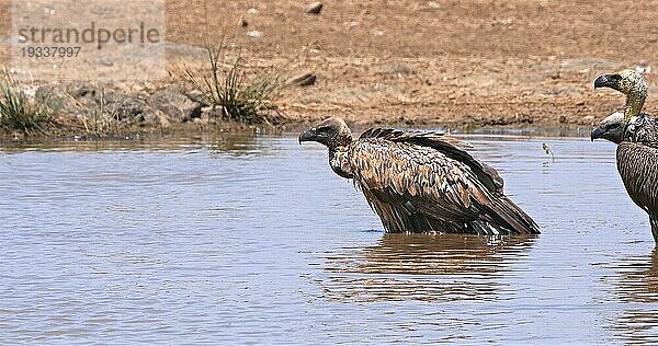 Afrikanischer Weißrückengeier (gyps africanus)  Gruppe im Wasser stehend  beim Baden  Nairobi Park in Kenia