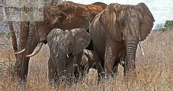 Afrikanischer Elefant (loxodonta africana)  Gruppe im Busch  Tsavo Park in Kenia