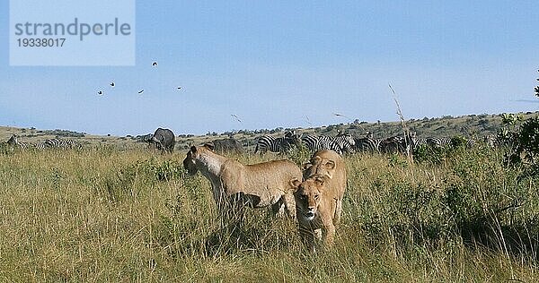 Afrikanischer Löwe (panthera leo)  Weibchen bei der Jagd  Herde von Burchell Zebras  Tsavo Park in Kenia