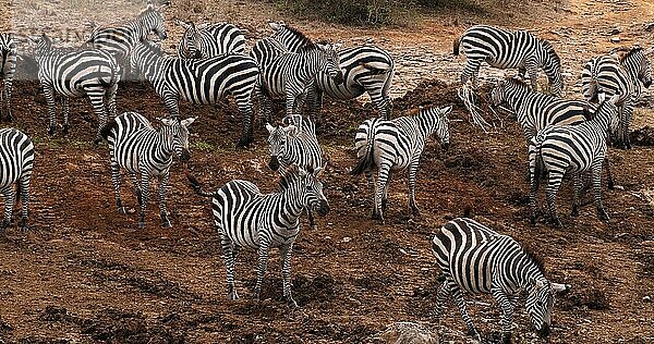 Grant's Zebra (equus burchelli) boehmi  Herde im Nairobi Park in Kenia