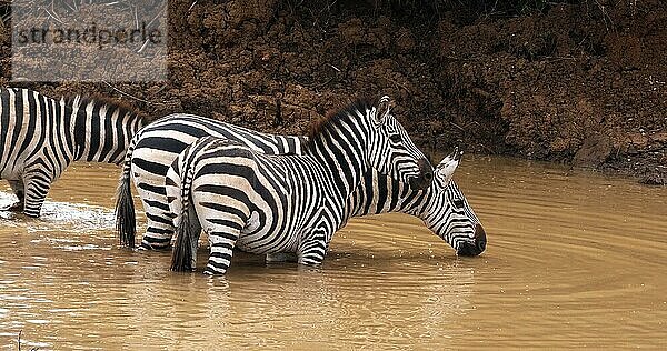 Grant's Zebra (equus burchelli) boehmi  Herde am Wasserloch  Nairobi Park in Kenia