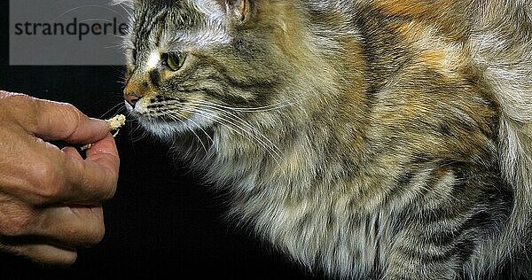 Tortie Maine Coon Hauskatze  Porträt einer weiblichen Katze vor schwarzem Hintergrund  Normandie in Frankreich