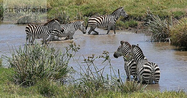 Grant's Zebra (equus burchelli) boehmi  Herde stehend am Wasserloch  Masai Mara Park in Kenia