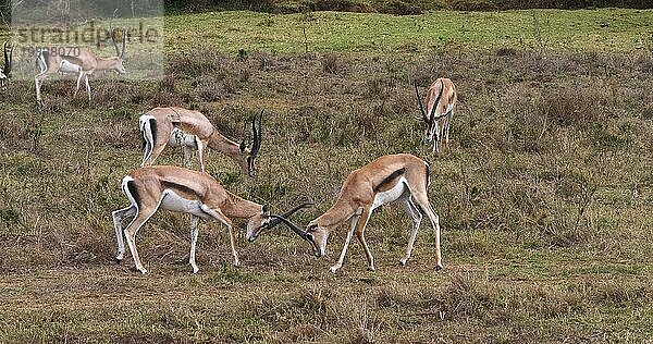 Grant Gazelle (gazella granti)  Männchen im Kampf  Nairobi Park in Kenia