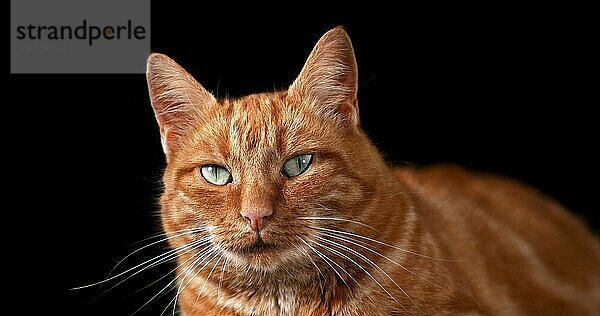 Rot gestromte Hauskatze  erwachsen  liegend vor schwarzem Hintergrund