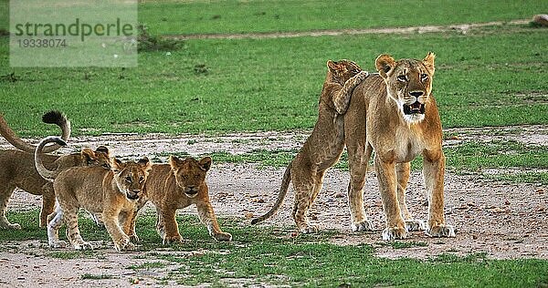 Afrikanischer Löwe (Panthera leo)  Mutter und Jungtiere  Masai Mara Park in Kenia