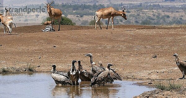 Eigentliche Kuhantilope (alcelaphus buselaphus)  Herde am Wasserloch stehend  und Afrikanischer Weißrückengeier (gyps africanus)  Nairobi Park in Kenia