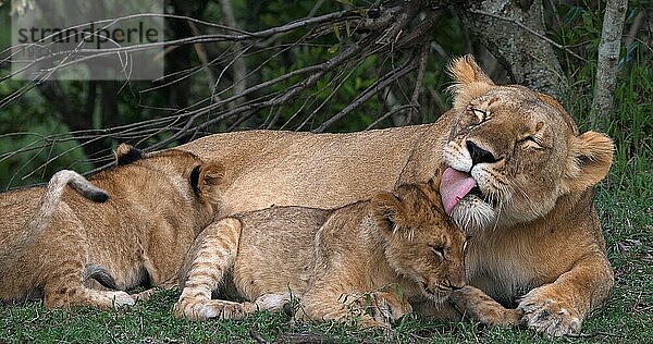 Afrikanischer Löwe (panthera leo)  Mutter leckt Jungtier  Masai Mara Park in Kenia