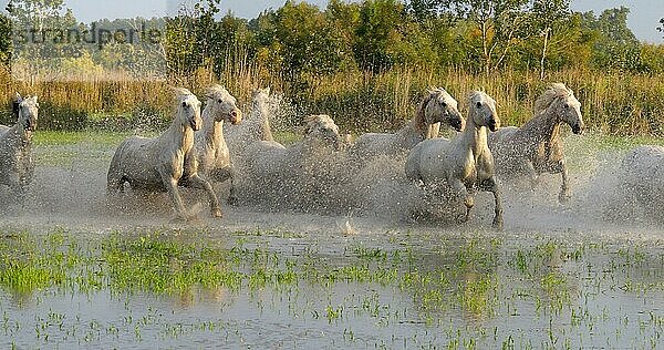 Camargue Pferd  Herde trabend oder galoppierend durch Sumpf  Saintes Marie de la Mer in der Camargue  in Südfrankreich