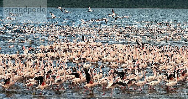 Zwergflamingo (phoenicopterus minor)  Gruppe im Flug  Kolonie am Bogoriasee in Kenia