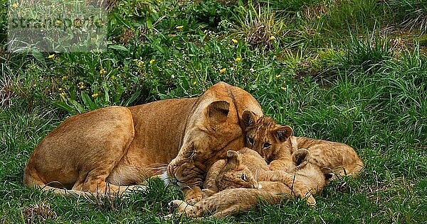 Afrikanischer Löwe (panthera leo)  Mutter und Jungtier