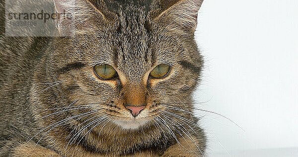 Braun getigerte Hauskatze  weiblich auf weißem Hintergrund