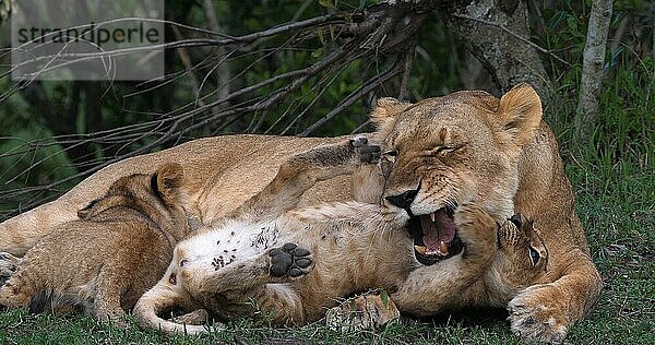 Afrikanischer Löwe (Panthera leo)  Mutter und Jungtiere  Masai Mara Park in Kenia