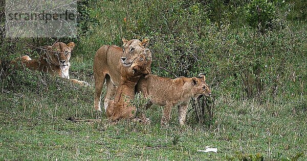 Afrikanischer Löwe (Panthera leo)  Mutter und Jungtier  Masai Mara Park in Kenia