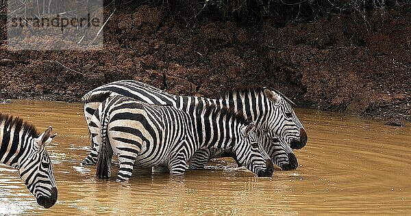 Grant's Zebra (equus burchelli) boehmi  Herde am Wasserloch  Nairobi Park in Kenia