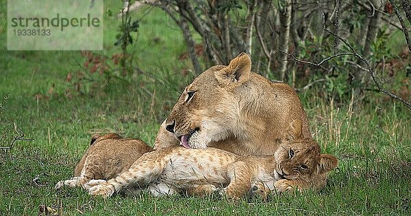 Afrikanischer Löwe (panthera leo)  Mutter leckt Jungtier  Masai Mara Park in Kenia