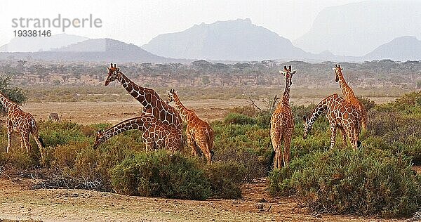 Masaigiraffe (giraffa camelopardalis tippelskirchi)  Gruppe stehend in Savanne  Masai Mara Park in Kenia