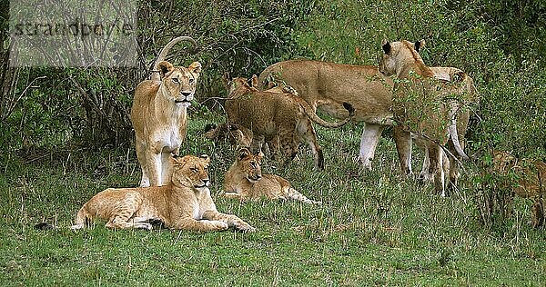 Afrikanischer Löwe (panthera leo)  Gruppe im Busch stehend  Masai Mara Park in Kenia