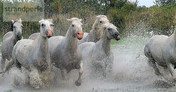 Camargue Pferd  Herde trabend oder galoppierend durch Sumpf  Saintes Marie de la Mer in der Camargue  in Südfrankreich