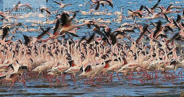 Zwergflamingo (phoenicopterus minor)  Gruppe im Flug  Kolonie am Bogoriasee in Kenia