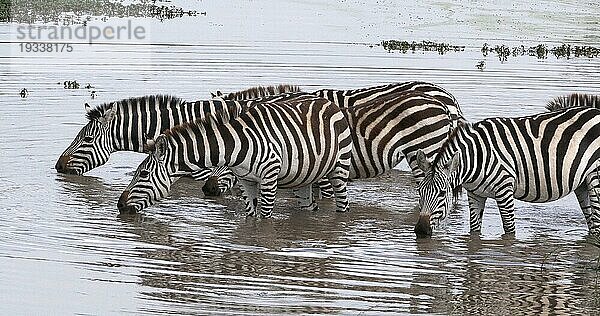 Grant's Zebra (equus burchelli) boehmi  Herde stehend am Wasserloch  Masai Mara Park in Kenia