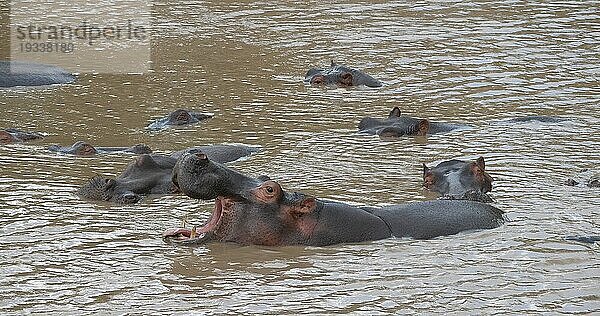 Nilpferd (hippopotamus amphibius)  Gruppe im Fluss stehend  gähnend  Masai Mara Park in Kenia