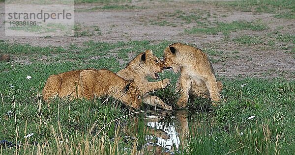 Afrikanischer Löwe (Panthera leo)  spielende Jungtiere  Masai Mara Park in Kenia