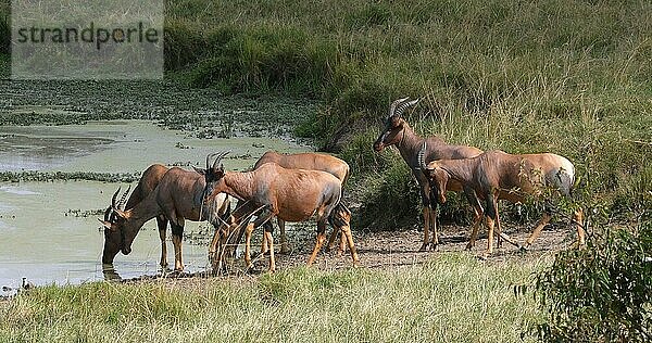 Topi  Damiscus korrigum  Gruppe stehend am Wasserloch  Masai Mara Park in Kenia