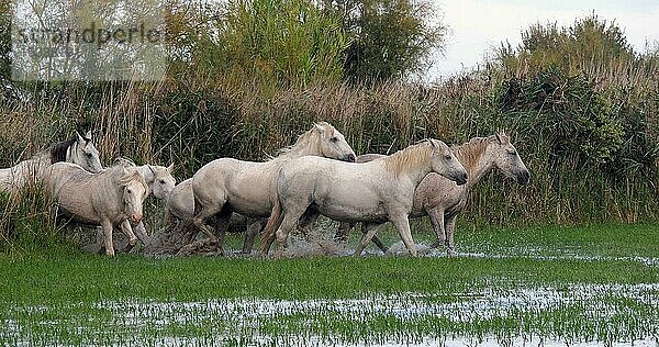 Camarguepferd Herde im Sumpf stehend  Saintes Marie de la Mer in der Camargue  in Südfrankreich