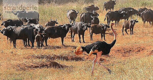 Kaffernbüffel (syncerus caffer)  stehende Herde in der Savanne  Strauß (Struthio camelus)  Tsavo Park in Kenia