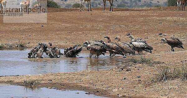 Eigentliche Kuhantilope (alcelaphus buselaphus)  Herde am Wasserloch stehend  und Afrikanischer Weißrückengeier (gyps africanus)  Nairobi Park in Kenia