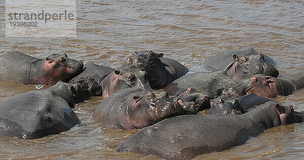 Nilpferd (hippopotamus amphibius)  Gruppe im Fluss stehend  Masai Mara Park in Kenia