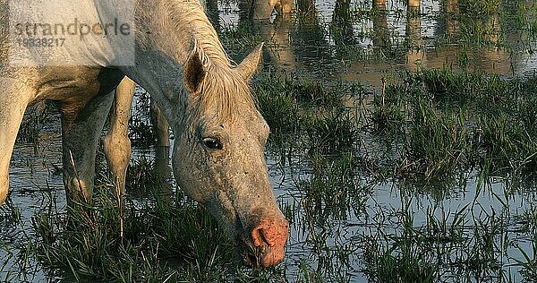 Camarguepferd Erwachsener frisst Gras im Sumpf  Saintes Marie de la Mer in der Camargue  in Südfrankreich